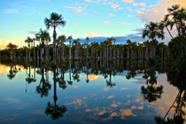 Beautiful trees reflex on Lagoa das Araras Macaws Lagoon Nobres Brazil 