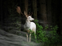 Beautiful white fallow deer_ Germany By Georg May 