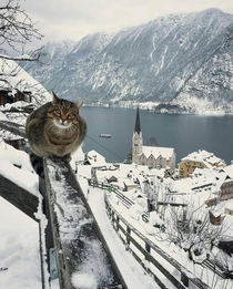 Beautiful winter scenery with a bonus kitty