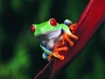 Beautifully colored Red-Eyed Tree Frog 