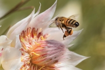 Bee in flight to a Serruria Florida Blushing Bride Protea