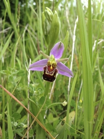 Bee Orchid Ophrys apifera I found tucked away in a patch of limestone grassland just north of Oxford UK 