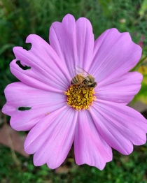 Bee wakes on purple Cosmos flower after late night garden party 