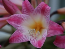 Belladonna lily Amaryllis belladonna 