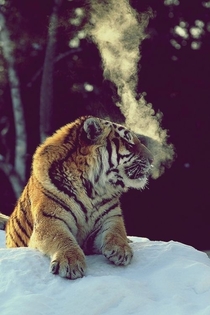 Bengal Tiger in the snow 