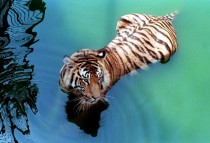 Bengal Tiger in Vibrant Waters 