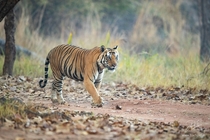 Bengal tiger Photo credit to Jayanth_Sharma