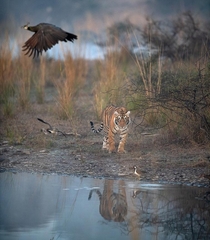 Bengal Tiger Photo credit to Nitish Madan