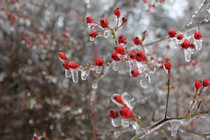 Berries after an ice storm in Michigan 