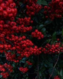 Berries so red  Photo taken by me OC