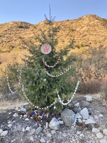Big Cone Spruce Pseudotsuga macrocarpa Christmas Tree in the San Gabriel Mountains