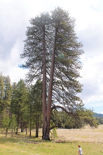 BIG Jeffrey Pine Pinus Jeffreyi - Palomar Mountain - San Diego County 