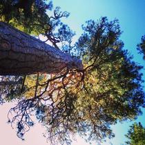 Big Tree WA - One of the largest Ponderosa pines Pinus ponderosa in the world 