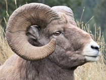 Bighorn ram showing one of its horns with annuli rings