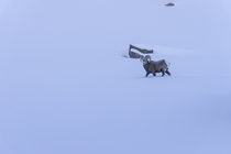 Bighorn ram trudging through deep snow high in the Colorado Rockies Ovis canadensis 