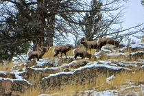 Bighorn Sheep Ovis canadensis in Yellowstone 
