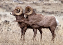 Bighorn Sheep    Photographed by Patricia Bauchman 
