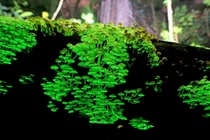 Bioluminescent fungi Filoboletus manipularis
