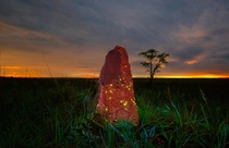 Bioluminescent termite mound at Emass National Park Brazil 