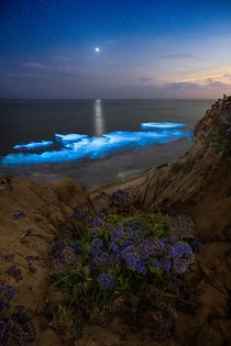 Bioluminescent waves glowing blue as Venus shines and reflects off the ocean - San Diego CA  jackfusco