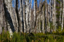 Birch forest Estonia Loosalu 
