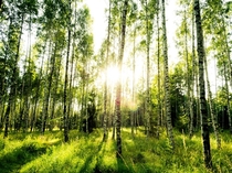 Birch forest in summer of Finland 