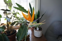 Bird-of-paradise flower Strelitzia reginae started blooming this week The colors are fantastic