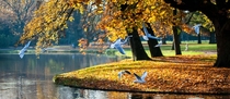 Birds flying a bove a lake in Vondelpark Amsterdam 