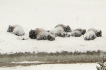 Bison brave a winter blizzard in Yellowstone Bison bison 