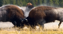 Bison collide in yellowstone Bison Bison x