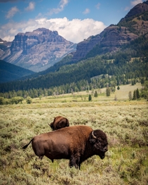 Bison in Lamar Valley - Yellowstone National Park  IG travlonghorns