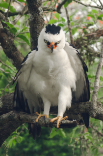 Black-and-White Hawk Eagle Spizaetus melanoleucus