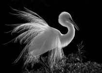 Black and white shot of a Great Egret breeding plumage backlit by the morning lights of Gatorlands Rookery Orlando 