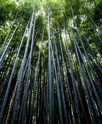 Black bamboo forest Phyllostachys nigra