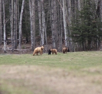 Black bear sow with three different coloured cubs