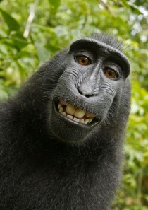 Black Macaque Takes a Self-Portrait 
