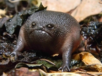 Black Rain Frog Breviceps fuscus