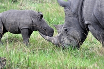 Black Rhinoceros and Son 