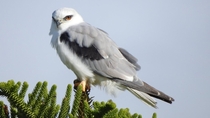 Black-shouldered Kite Photo credit to Kerry Vickers