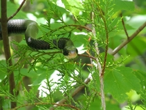 Black Snake in the Trees Spartanburg South Carolina 