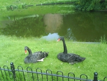 Black Swans in park Netherlands 