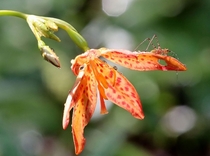 Blackberry Lily Belamcanda chinensis with Katydid overlord