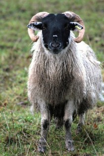 Blackface Sheep Ovis aries 