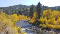 Blazing yellows along the Carson River Alpine County CA 