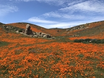 Blink and youll miss the annual poppy bloom in the Antelope Valley California 
