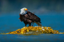 Blood White and Blue - Bald Eagle photo by Neil Aldridge 