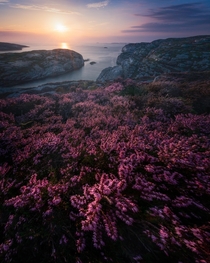 Blooming heather catching the last light at Turoy Norway 