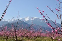 Blooming orchards with Spanish Pyrenees in the background 