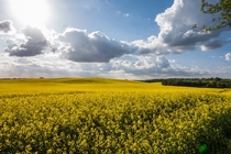 Blooming rapeseed on the rolling hills of Mecklenburg Germany 