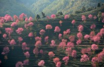 Blossoming pink trees on the mountainous landscape of Nanjian Yi Autonomous County in southwest China 